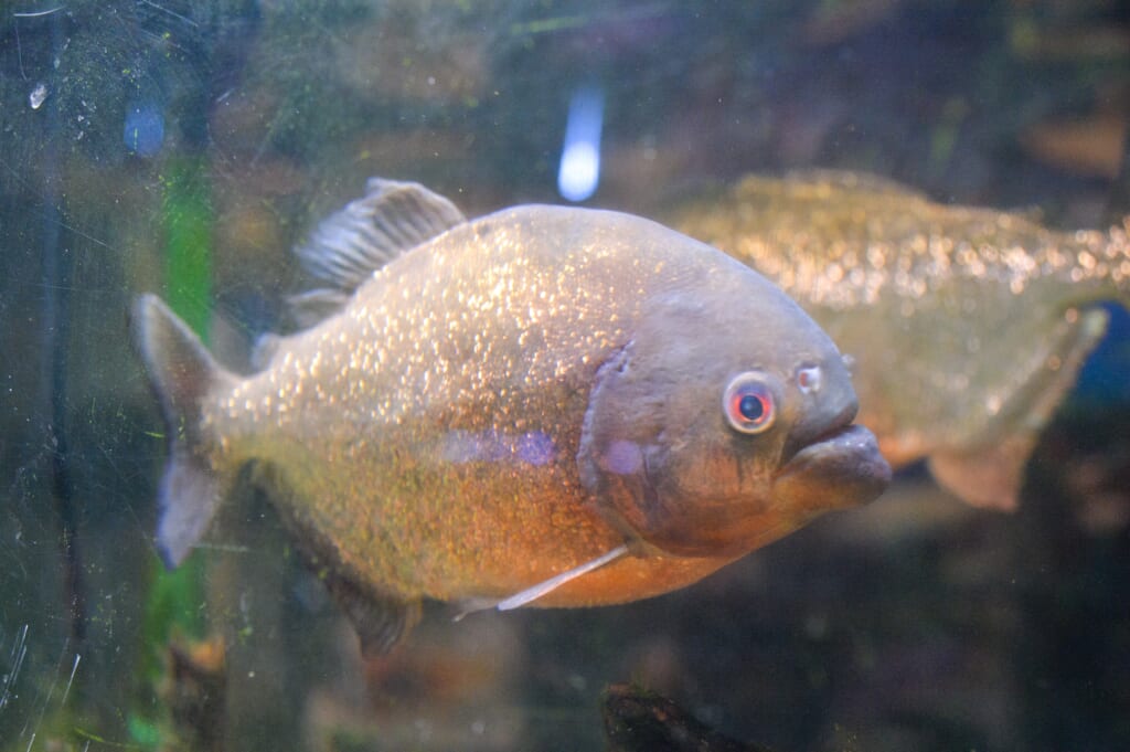 しんぶん水族館】（１５）ピラニア・ナッテリー／実は臆病、脅かさないで – デーリー東北デジタル