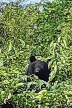 動画付き】八戸・市川にクマ、猟友会発砲 行方不明、警戒を – デーリー東北デジタル